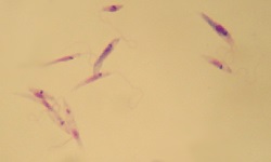Leishmania tropica complex